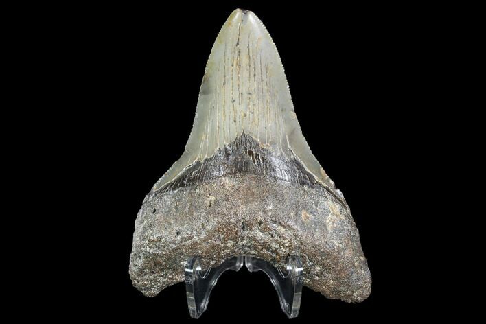 Serrated, Fossil Megalodon Tooth - North Carolina #91341